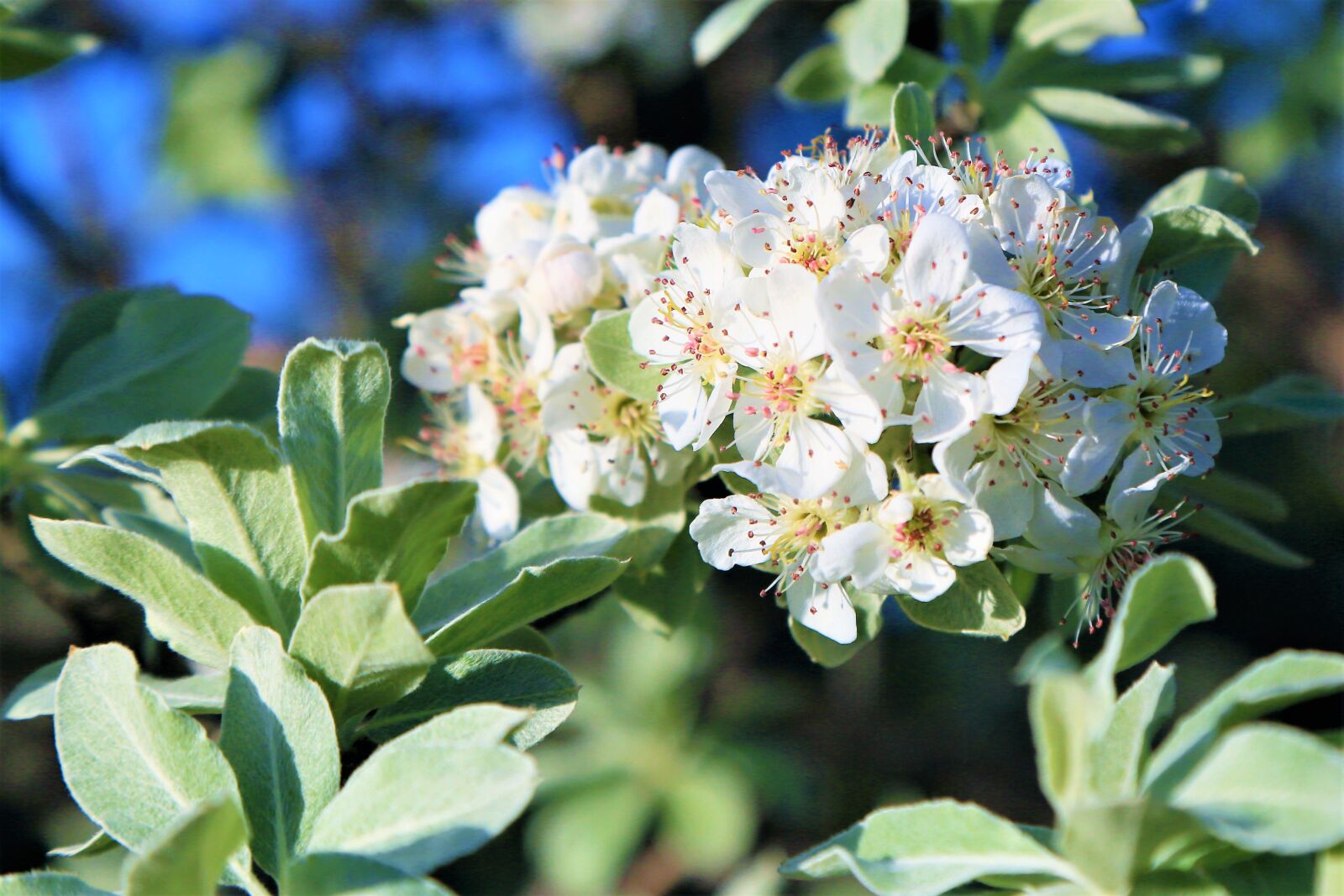 Canon EF 24-105mm F4L IS USM sample photo. Flower, nature, the leaves photography