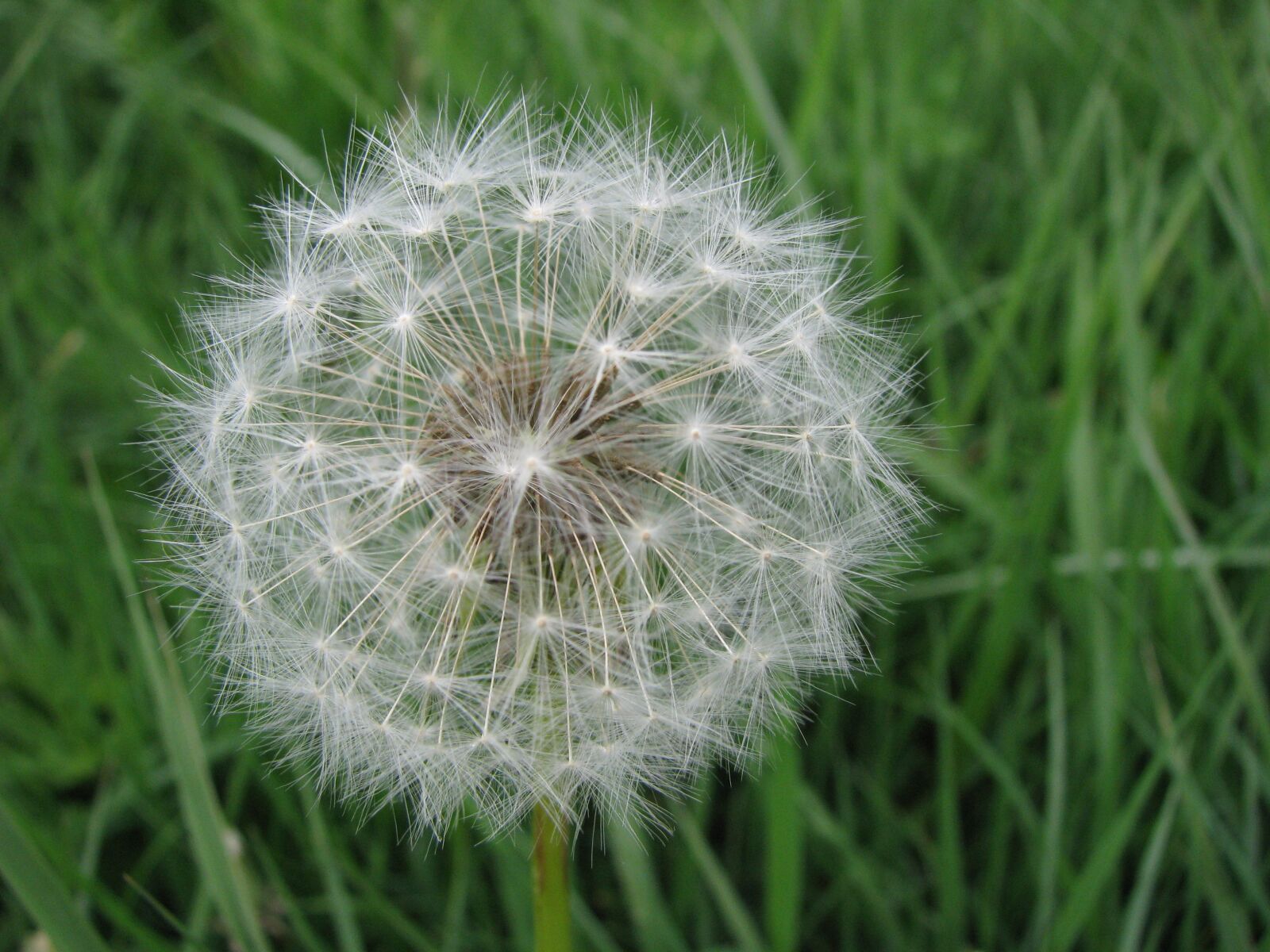 Canon POWERSHOT S5 IS sample photo. Dandelion, flower, dandelions photography