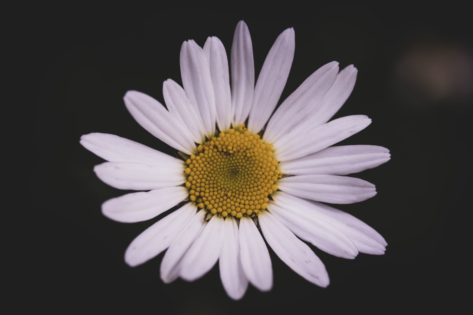 Canon EF-S 60mm F2.8 Macro USM sample photo. Blossom, bloom, flower photography