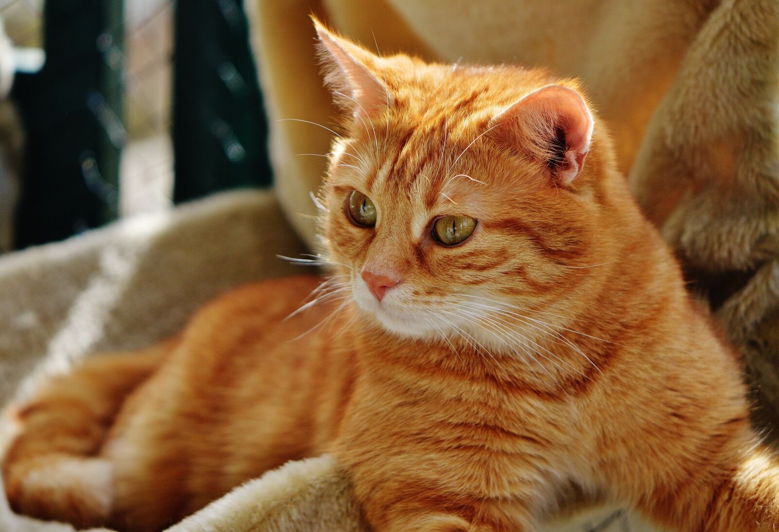 Nikon D3200 sample photo. Cat, red, cute photography
