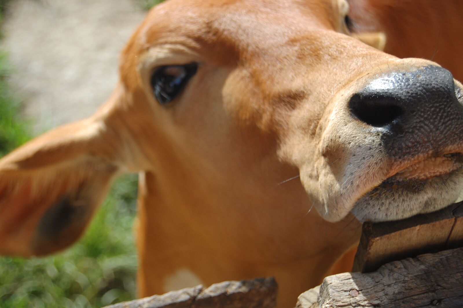 Nikon D40 sample photo. Calf, calf, trunk photography