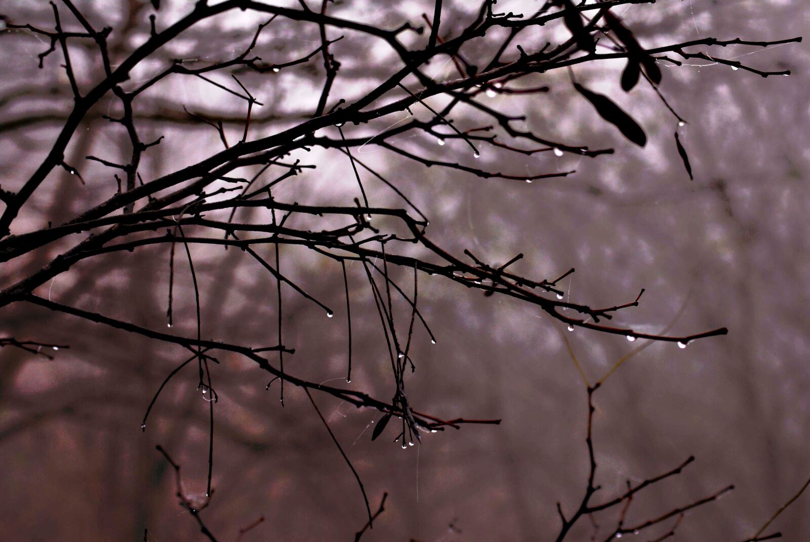 Nikon D200 sample photo. Nature, autumn, fog photography