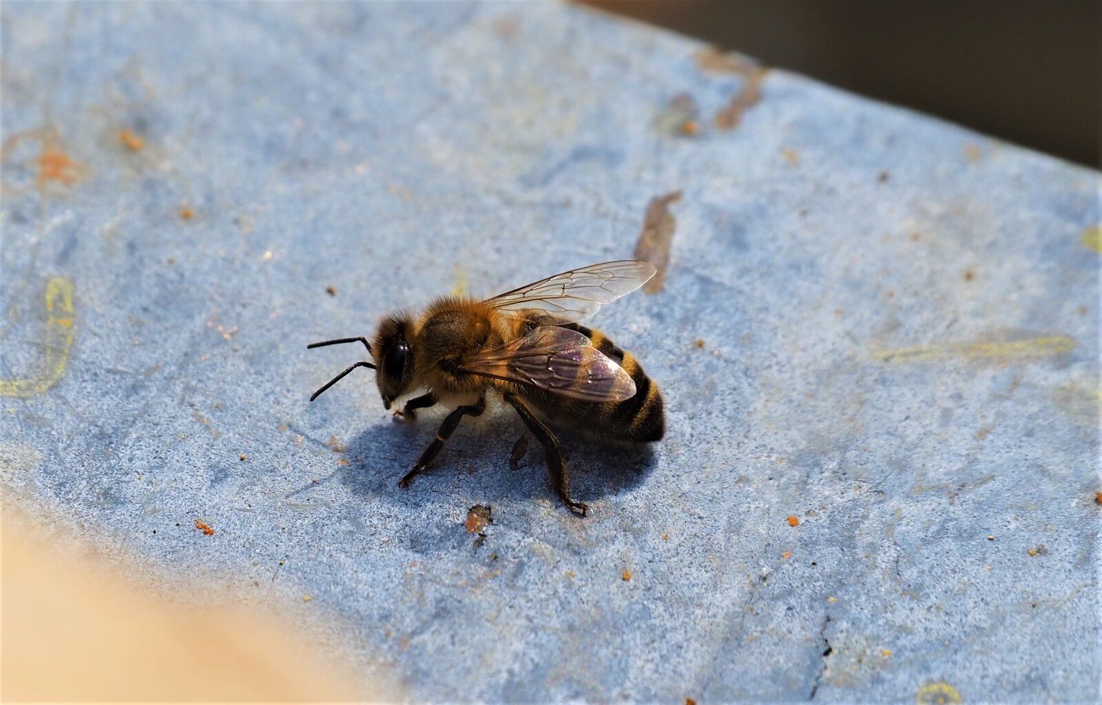 Olympus OM-D E-M10 III sample photo. Bee, forager, worker photography