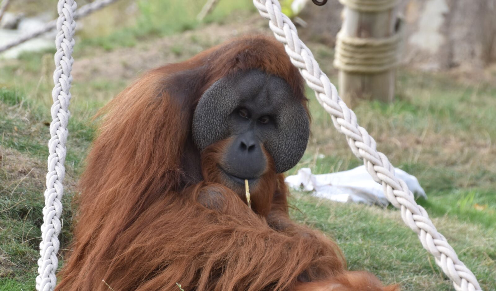 Nikon D5600 sample photo. Orangutan, male, nature photography