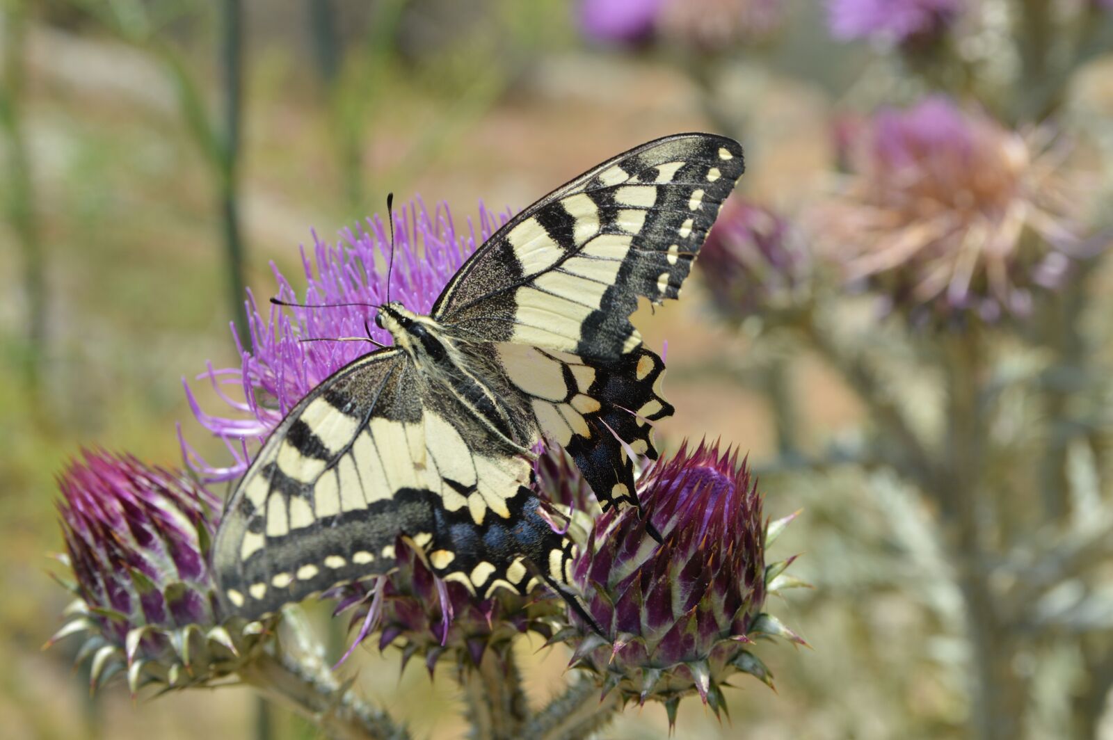 Nikon D3200 sample photo. Butterfly, nature, spring photography