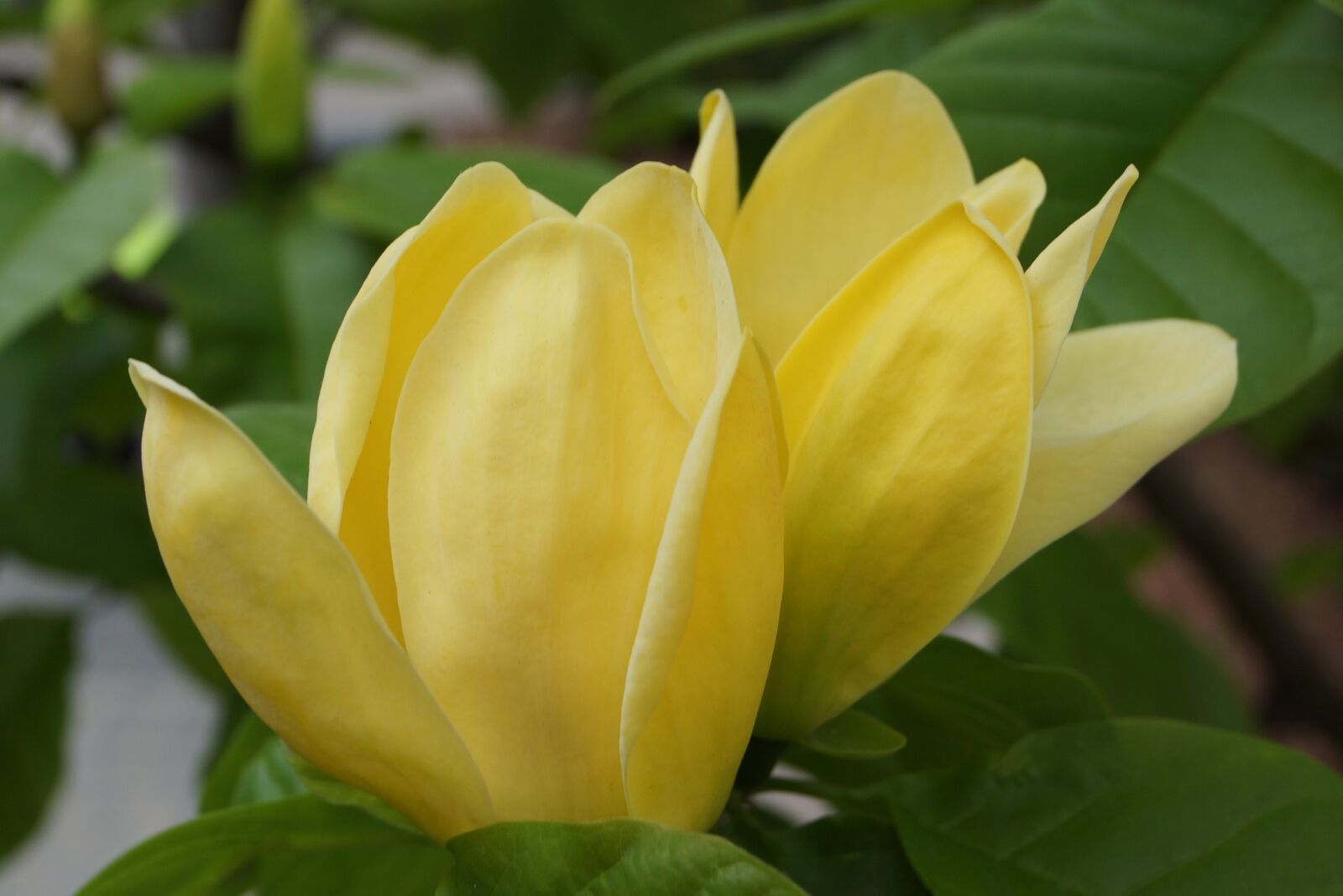 Sony SLT-A65 (SLT-A65V) + Sony DT 18-55mm F3.5-5.6 SAM sample photo. Flowers, spring, magnolia photography
