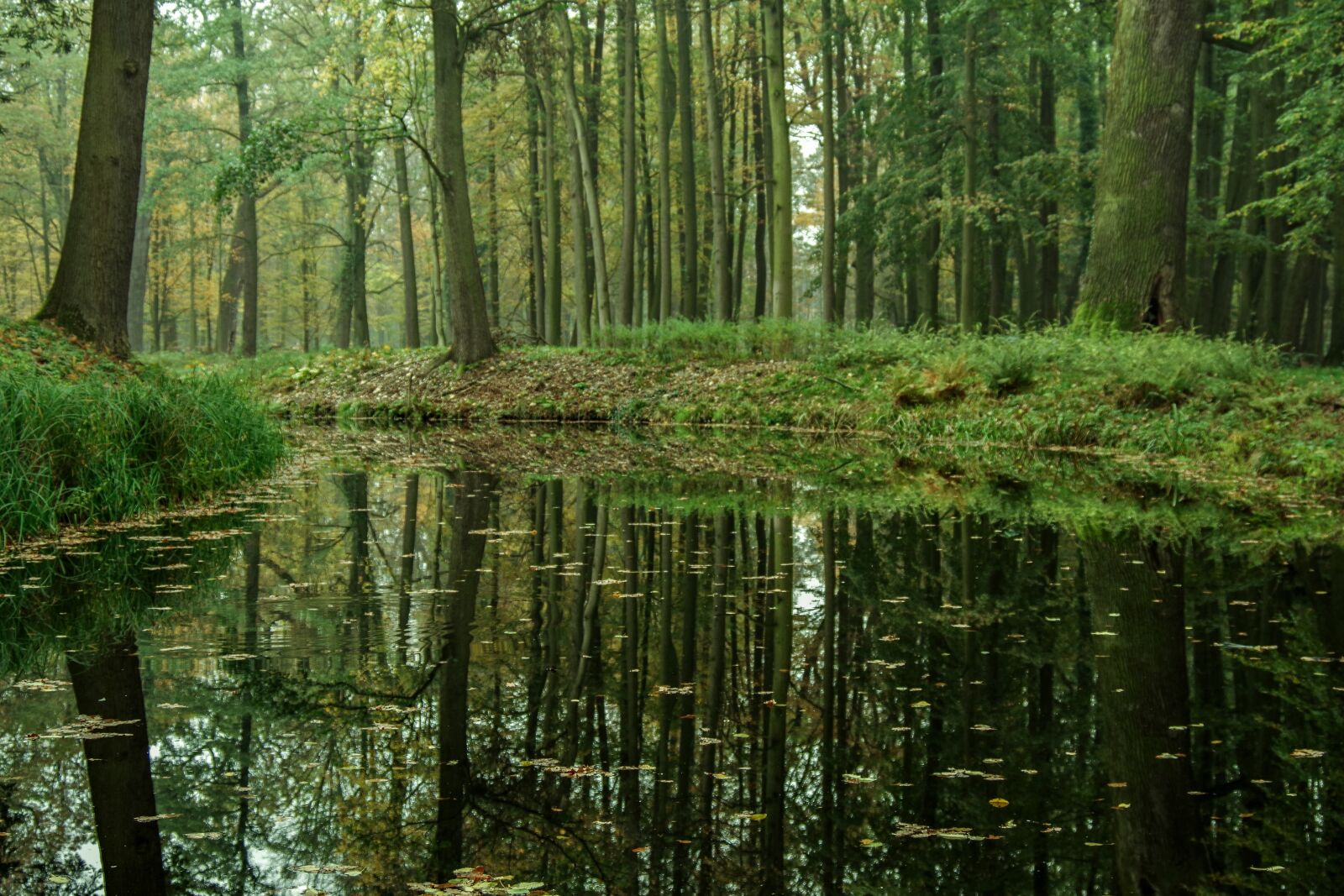 A Series Lens sample photo. Forest, river, channel photography