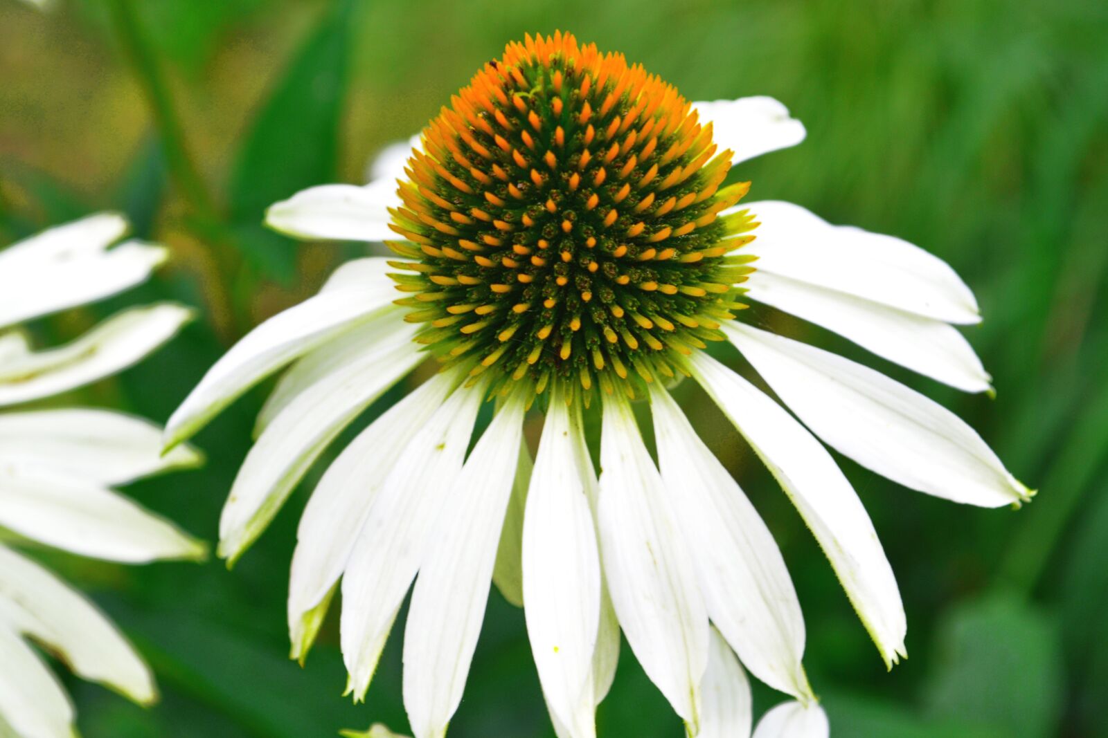 Nikon D3100 sample photo. Blossom, bloom, meadow photography