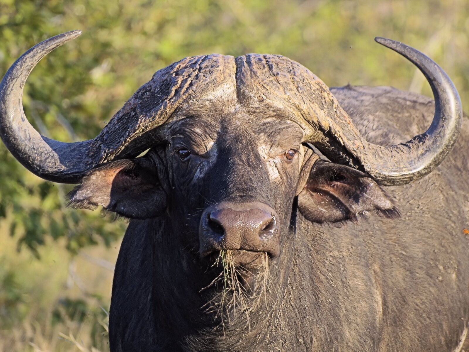 Olympus E-400 (EVOLT E-400) sample photo. Buffalo, head, horns photography