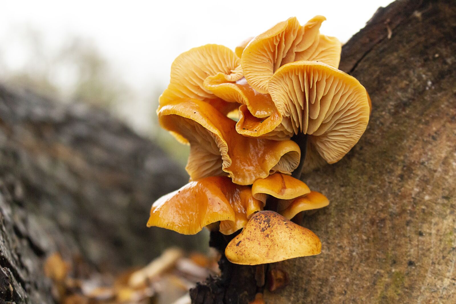Canon EOS 100D (EOS Rebel SL1 / EOS Kiss X7) sample photo. Mushrooms, forest, autumn photography