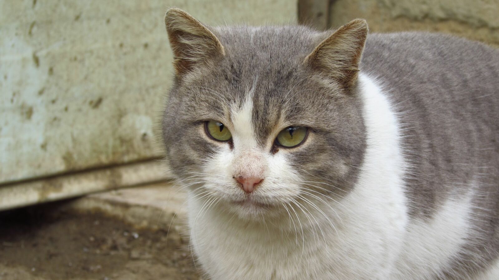 Canon PowerShot SX510 HS sample photo. Animals, cute, cat photography
