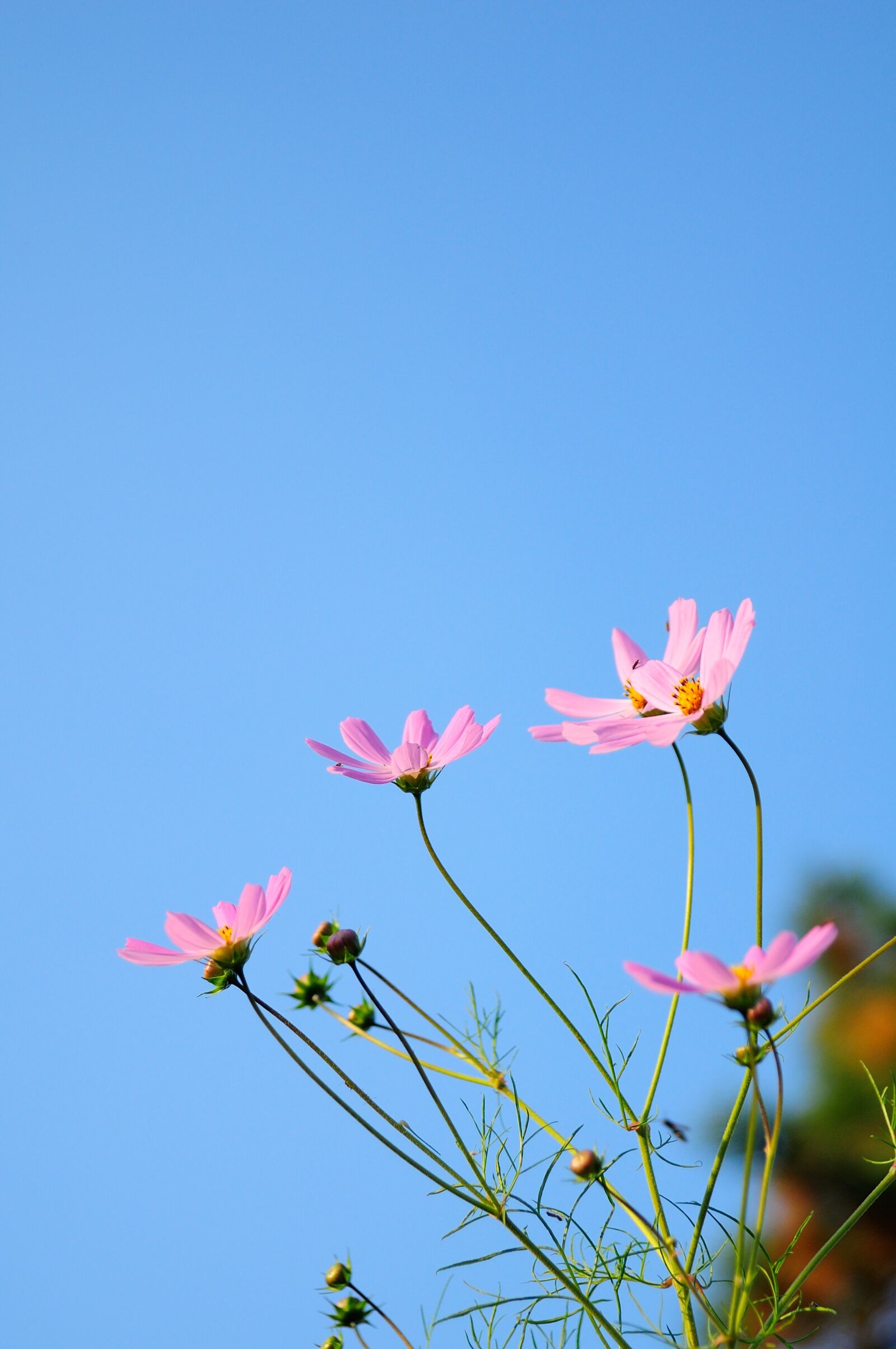 Nikon D300 sample photo. Cosmos, flowers, nature photography
