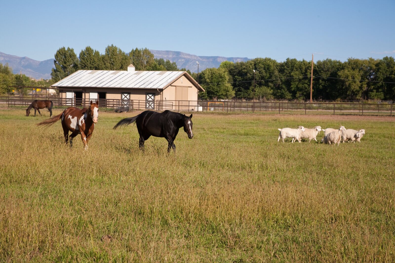 Canon EOS 5D sample photo. Horse, field, new mexico photography