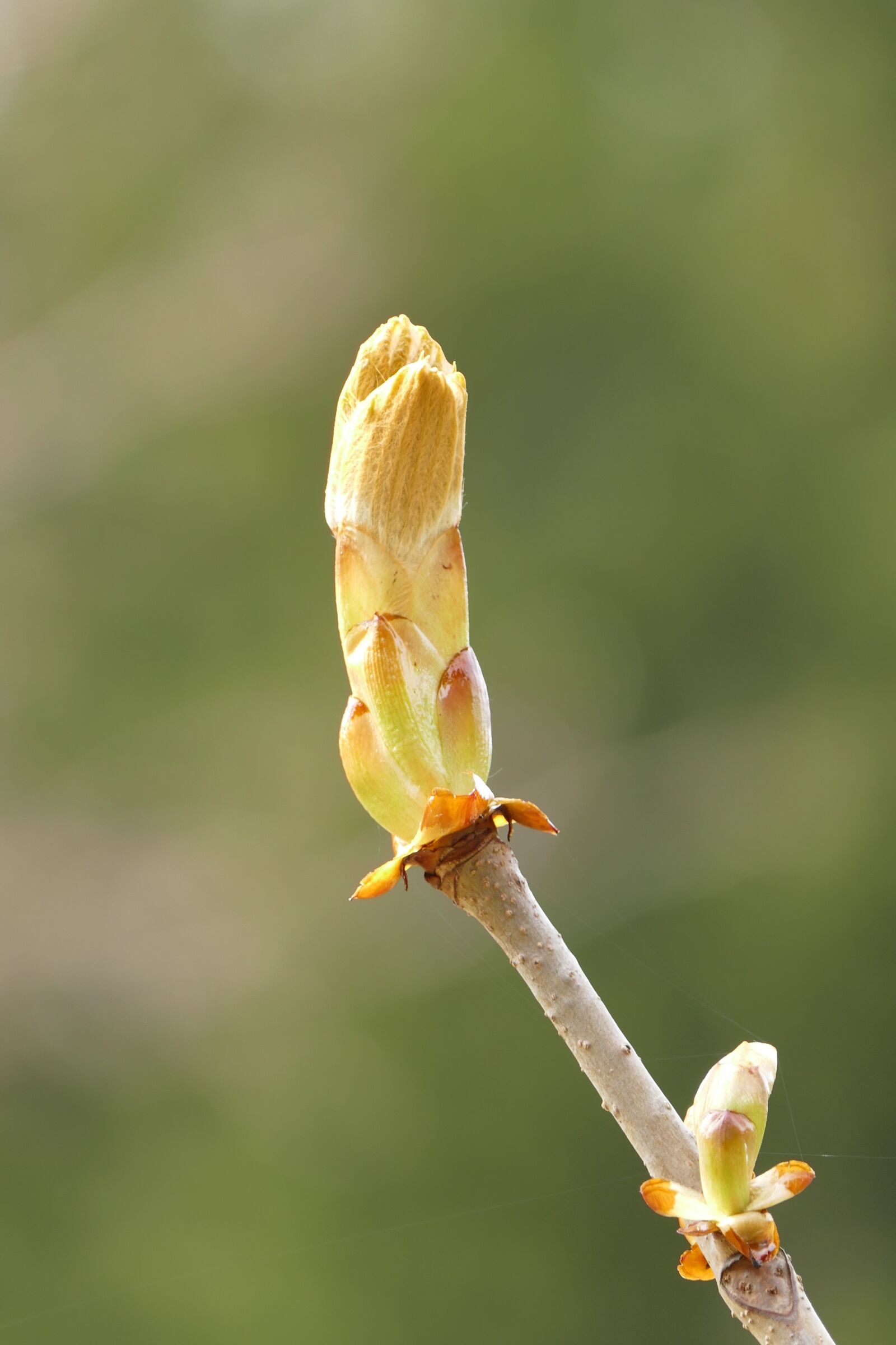 Panasonic Lumix DMC-FZ1000 sample photo. Bud, chestnut, foliation photography