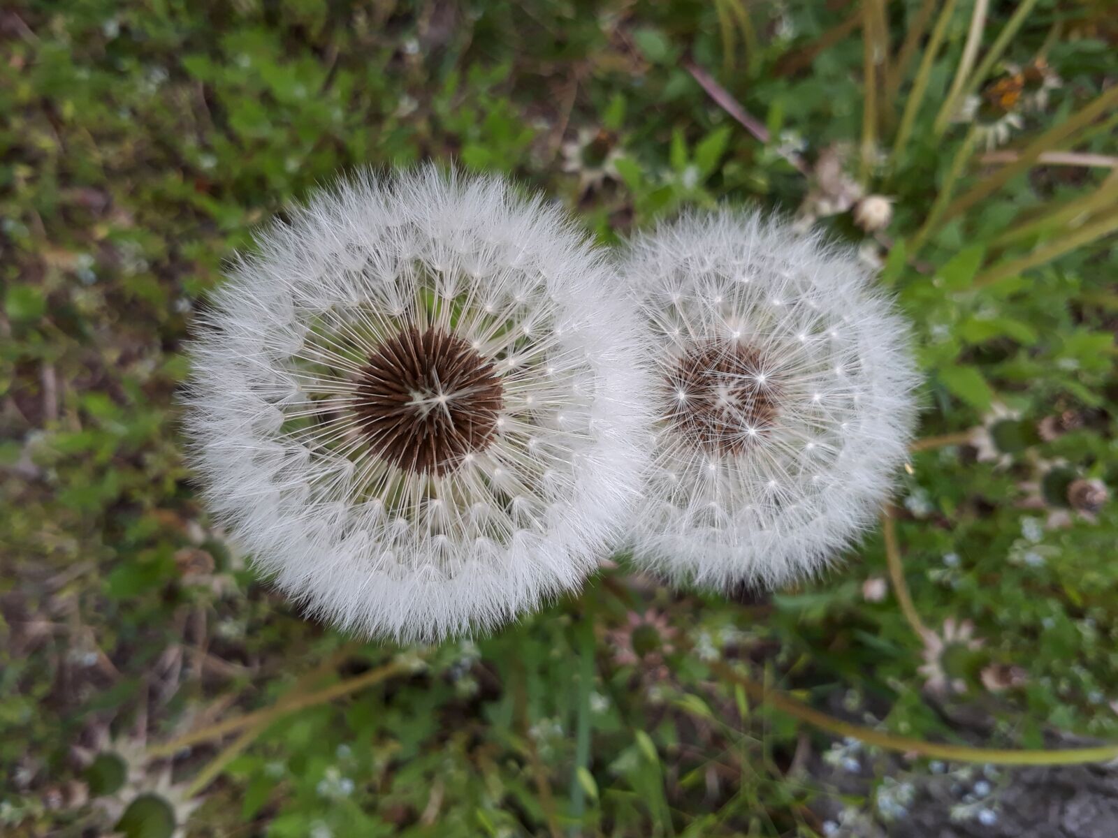 Samsung Galaxy On7(2016) sample photo. Dandelion, mr hall, seeds photography