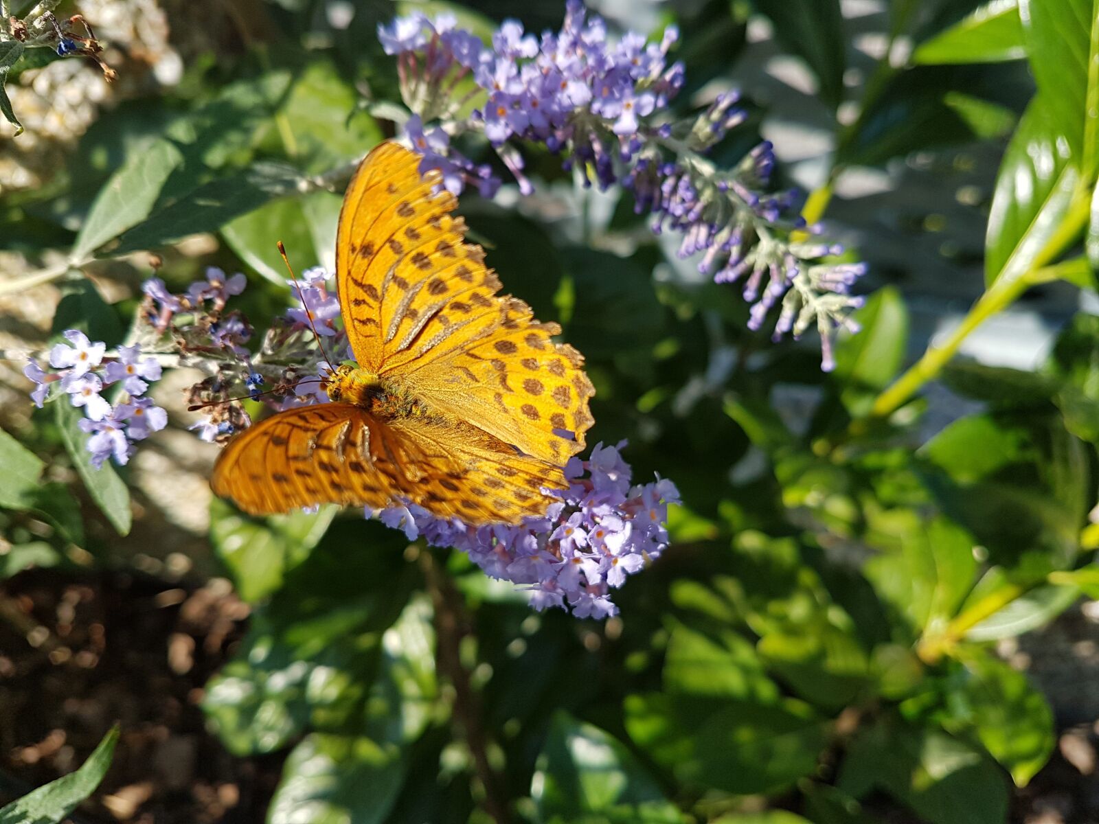 Samsung Galaxy S7 sample photo. Butterfly, spring, macro photography