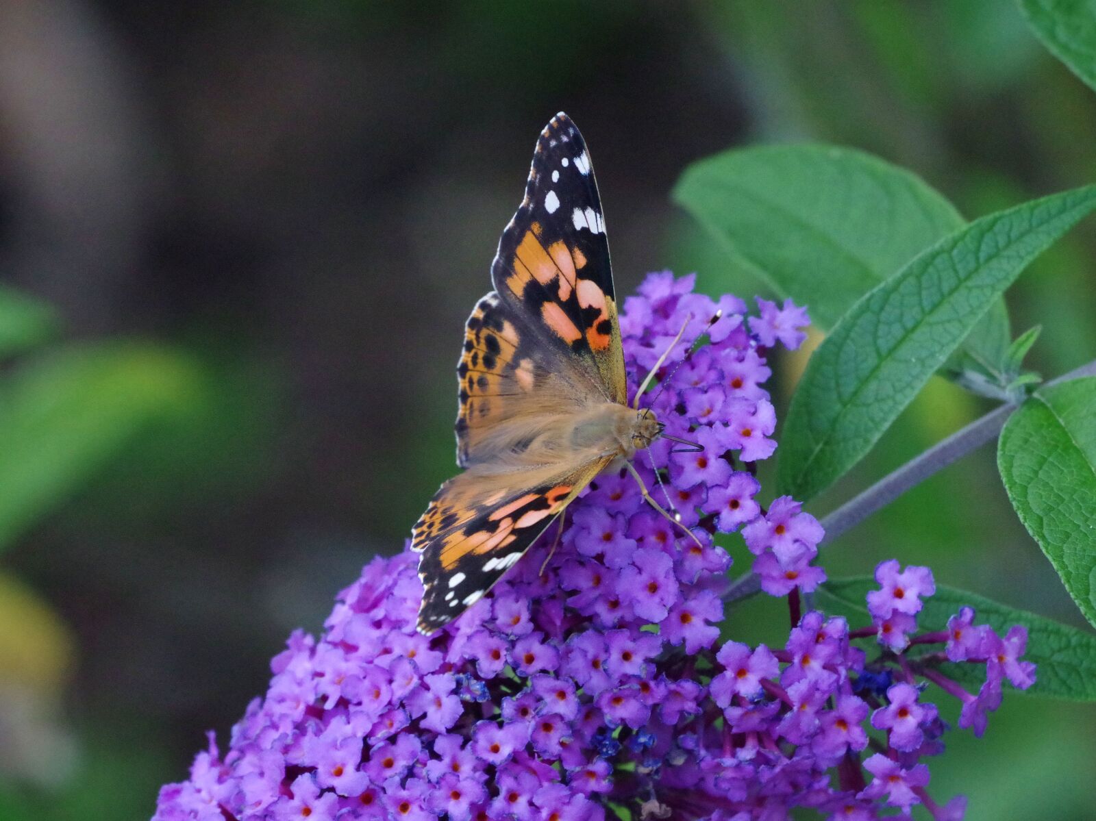 Pentax K-70 sample photo. Butterfly, vanessa cardui, insect photography