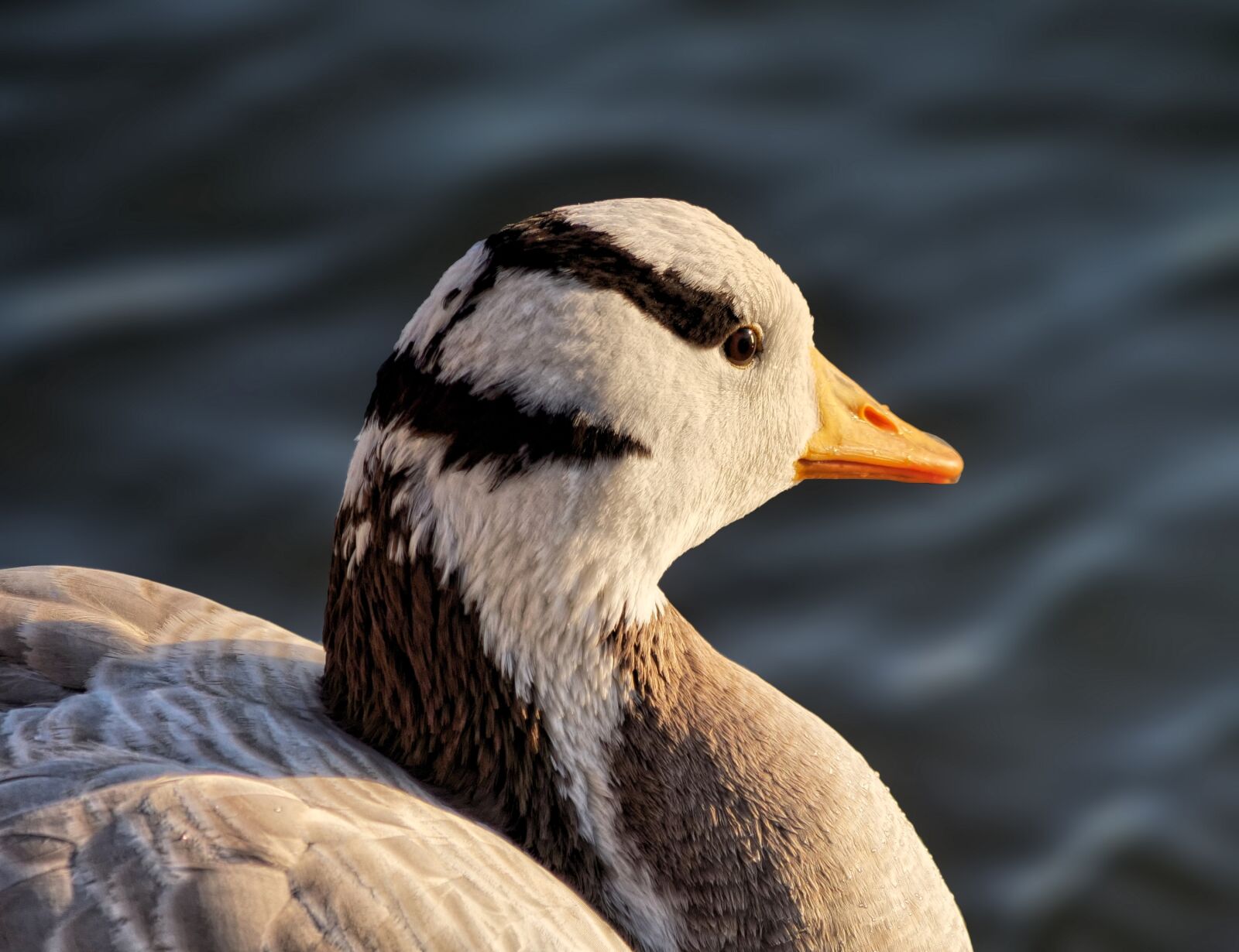 Panasonic Lumix DC-G9 sample photo. Goose, duck, plumage photography