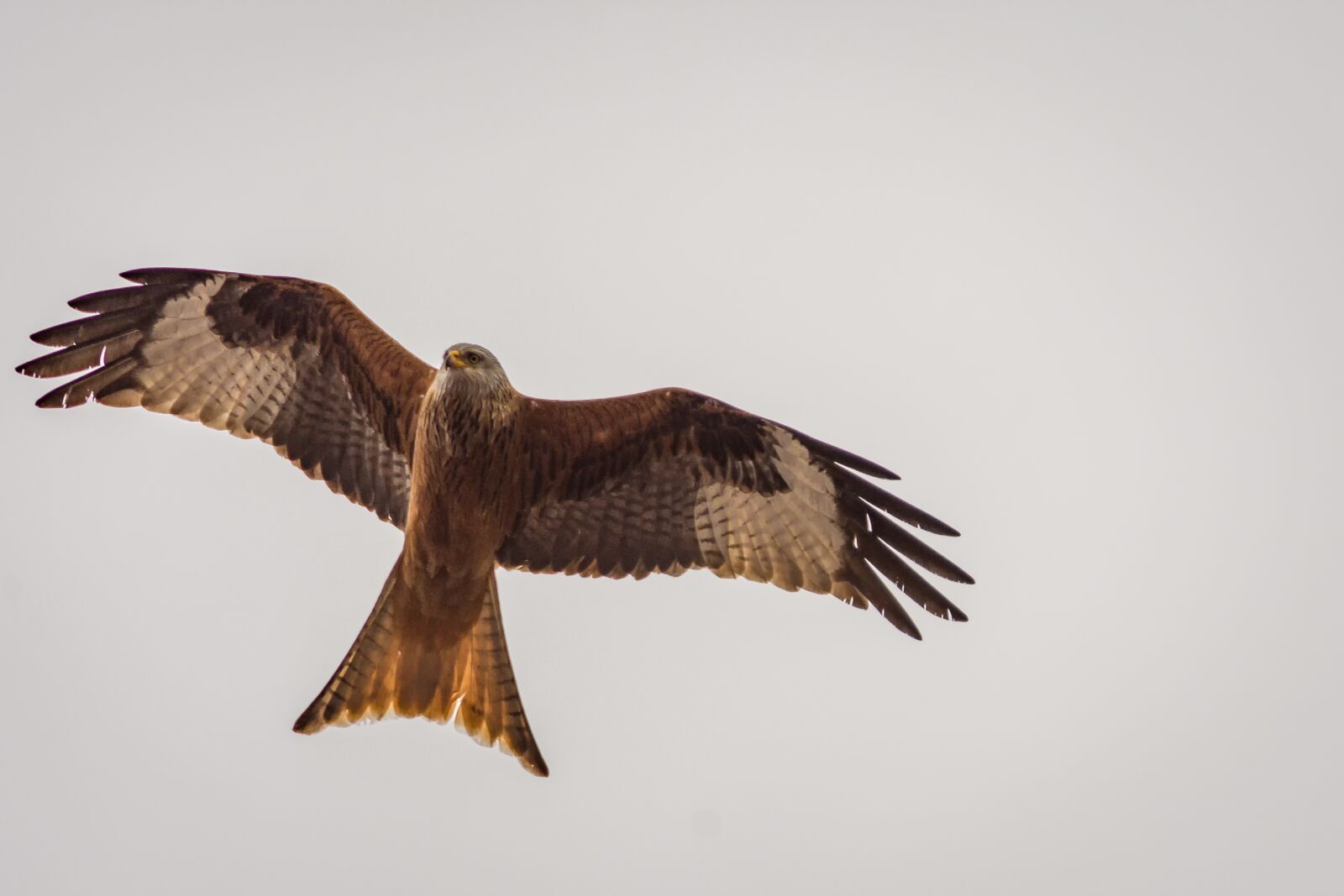 Nikon D7200 sample photo. Milan, raptor, bird of photography
