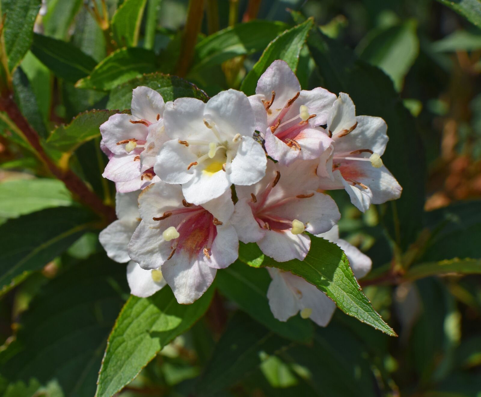 Nikon D3300 sample photo. Abelia, flower, blossom photography