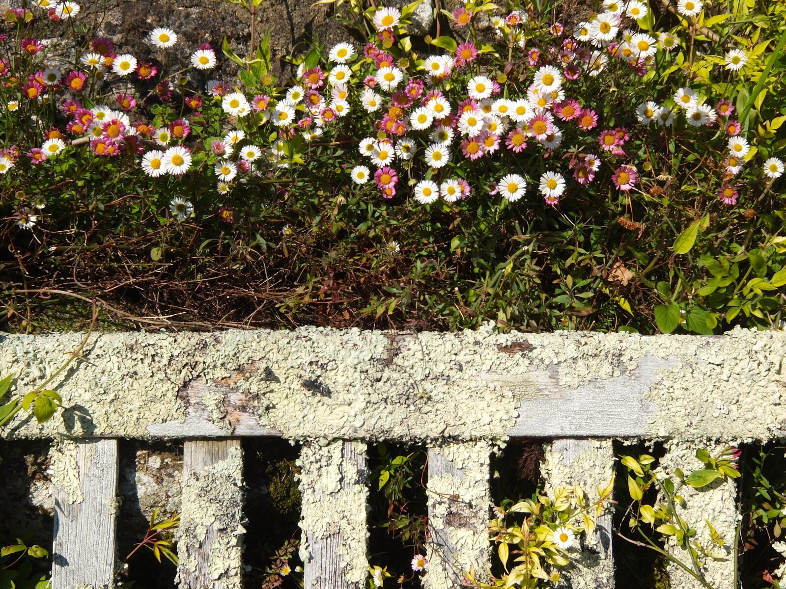 Fujifilm XF1 sample photo. Flowers, garden, romantic photography
