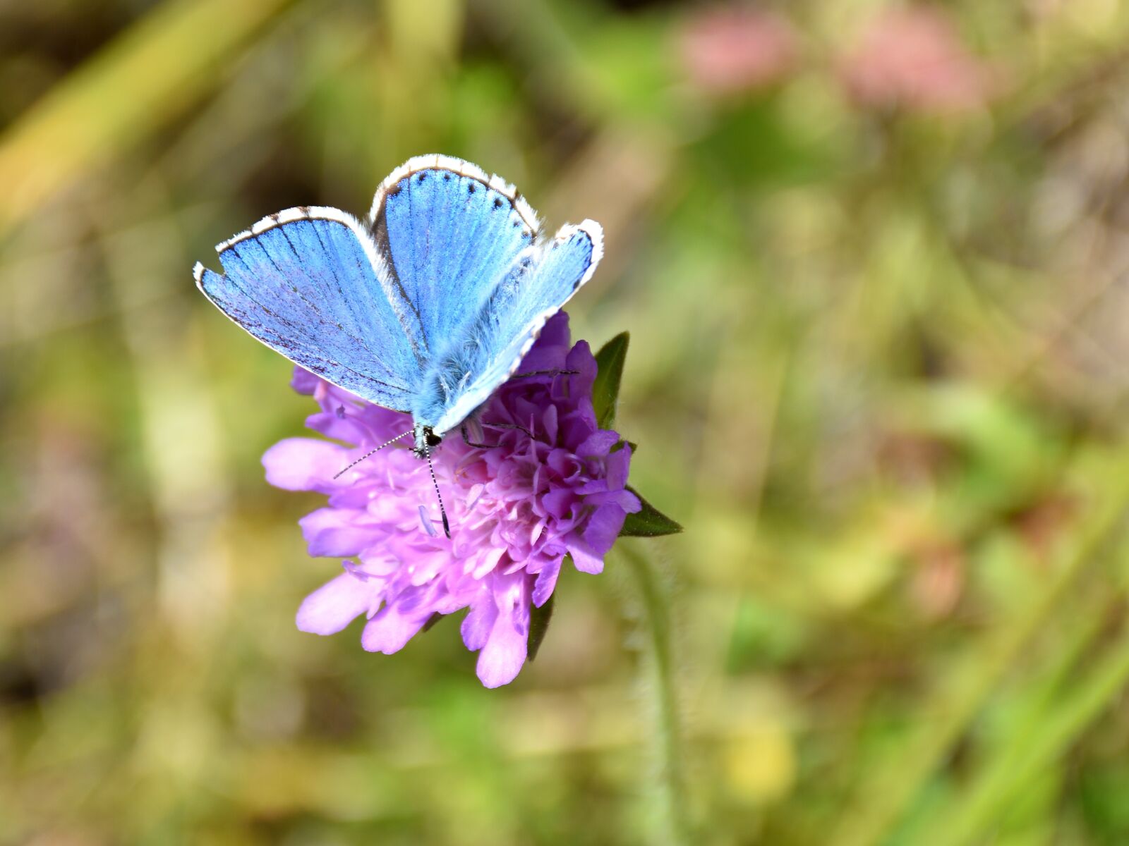 Nikon D5500 sample photo. Butterfly, flower, insect photography