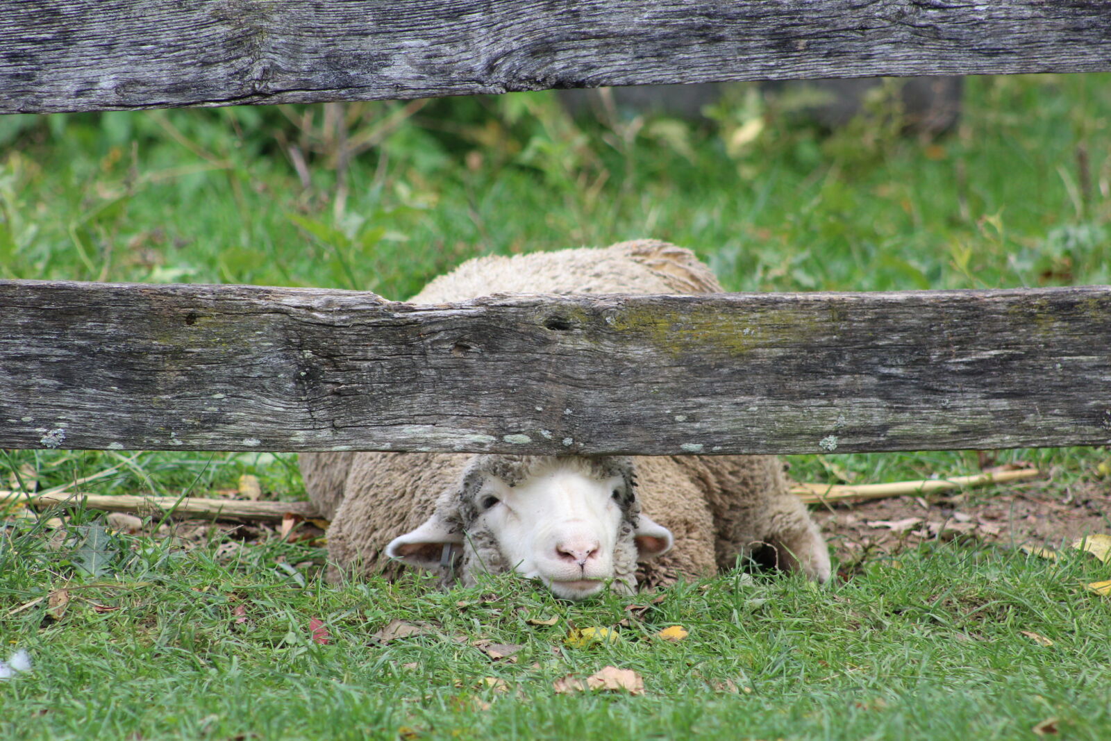 Canon EF 75-300mm f/4-5.6 sample photo. Ewe, farm, sheep photography