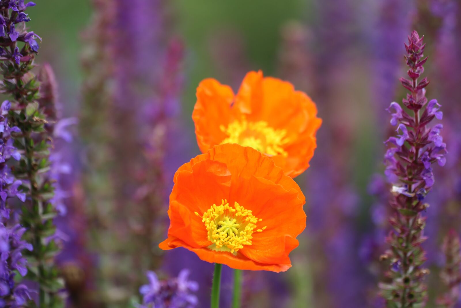 Canon EOS 90D sample photo. Poppy, hummel, blossom photography