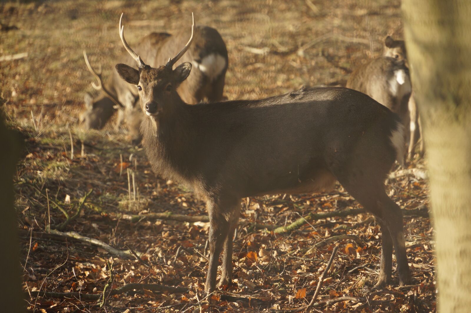 Sony NEX-VG20E sample photo. Deer, forest, autumn photography