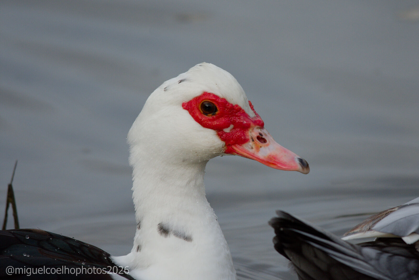 Nikon D7200 sample photo. Pato no rio photography