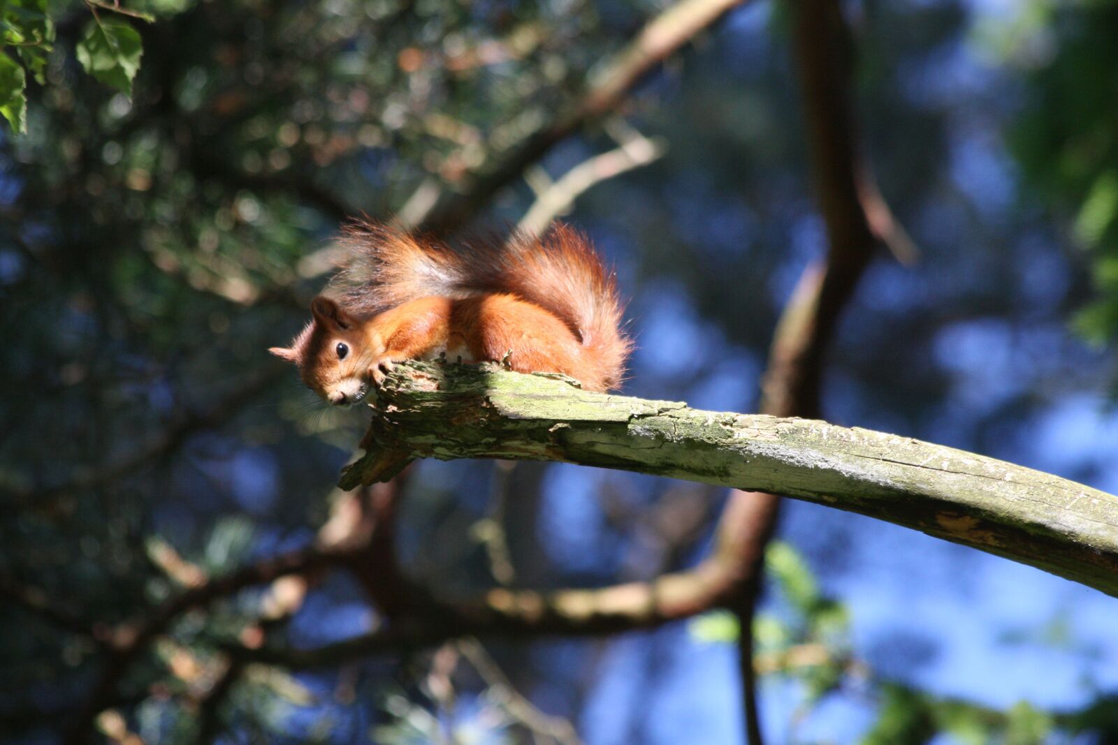 Canon EOS 40D sample photo. Squirrel, rodent, animals photography