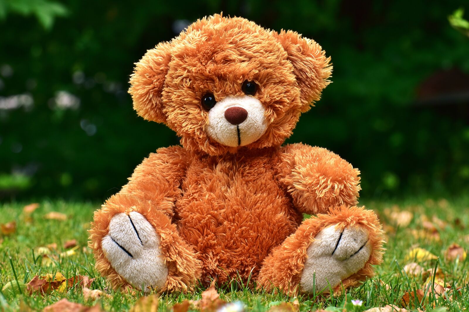 Nikon D7200 sample photo. Teddy, cute, soft toy photography
