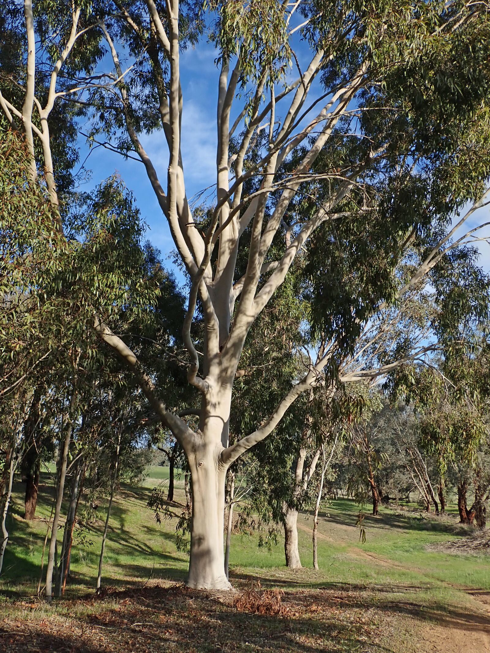 Olympus TG-5 sample photo. Tree, australian, gum photography