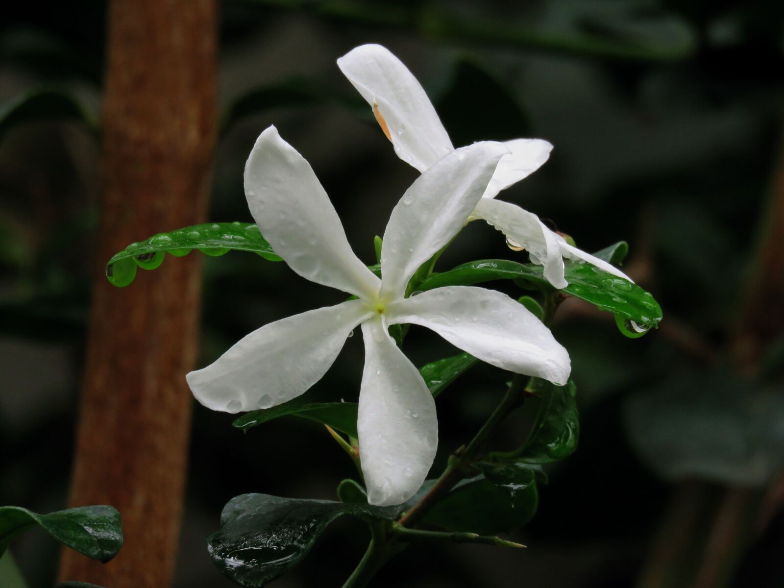 Canon PowerShot SX60 HS sample photo. White flower, bloom, natural photography