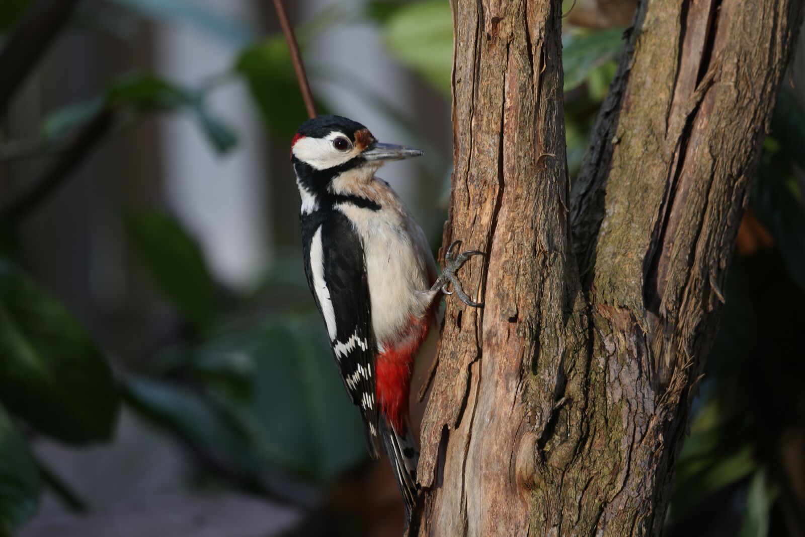 Canon EF 100-400mm F4.5-5.6L IS USM sample photo. Woodpecker, tree, bird photography