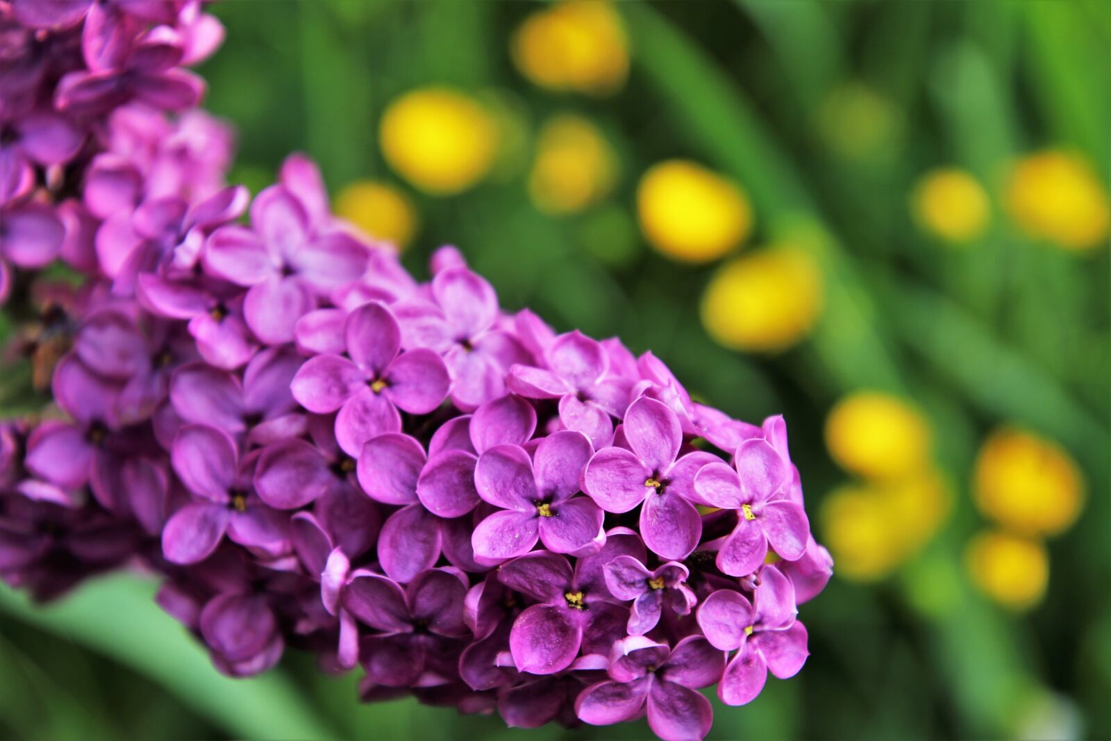Canon EOS 80D sample photo. Without, lilac, spring photography