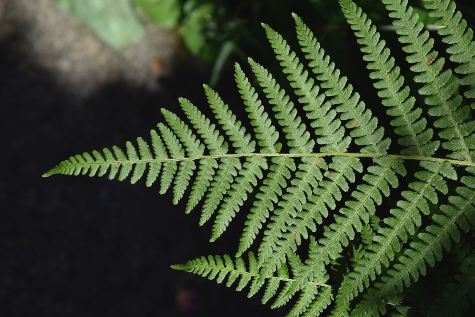 Nikon D3300 sample photo. Fern, leaf, plant photography