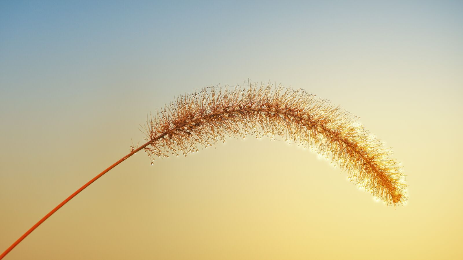 Sony a7 II + DT 70-200mm F4 SAM sample photo. Grass, autumn, dew photography