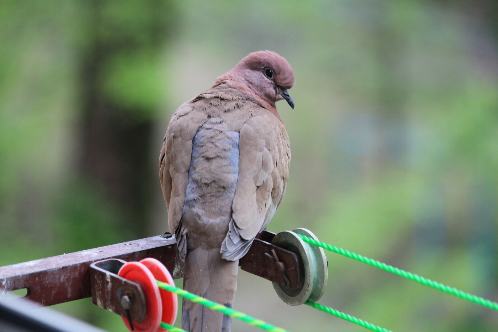 Canon EOS 600D (Rebel EOS T3i / EOS Kiss X5) sample photo. Birds, garlasco, bird photography