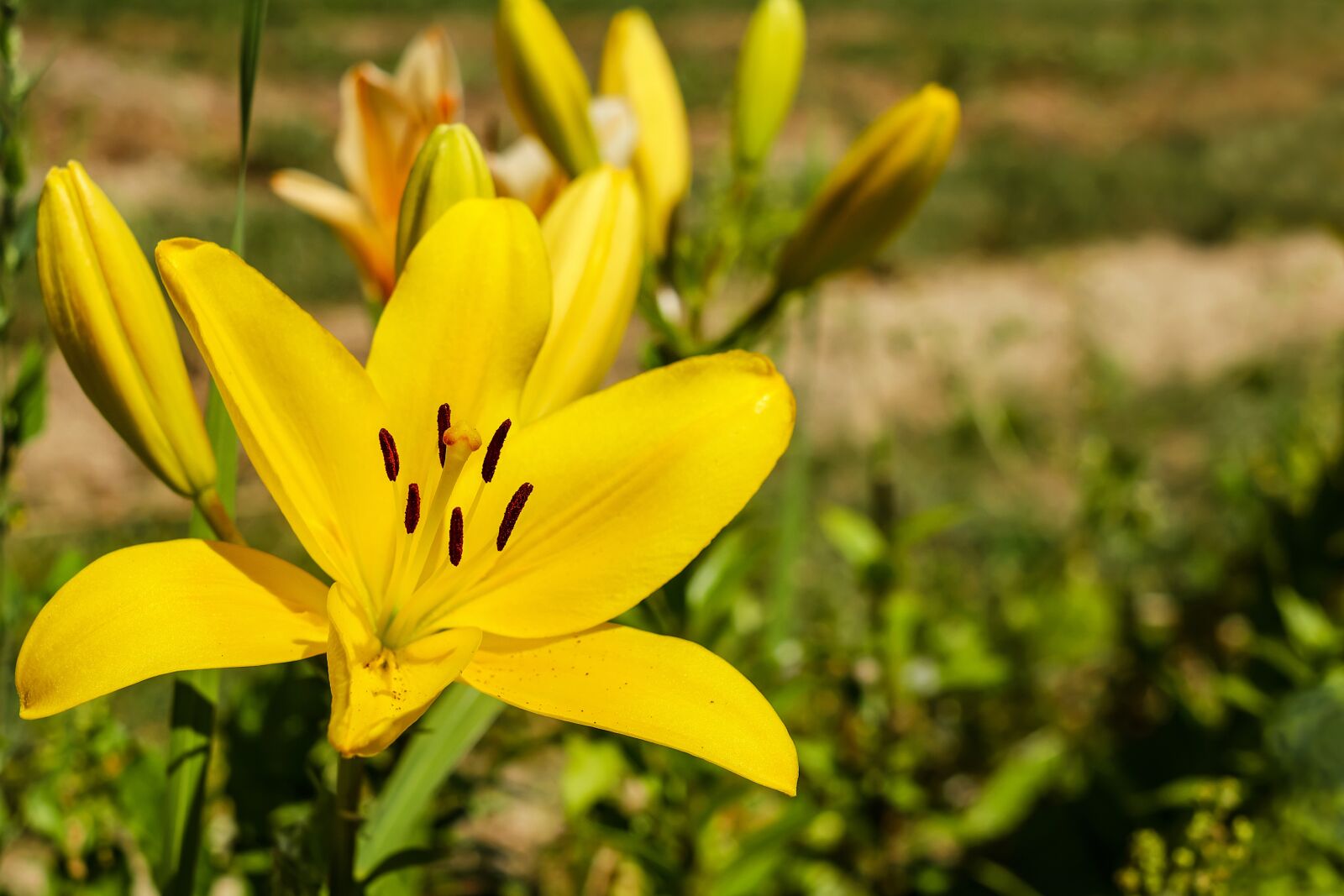Fujifilm X-T10 + Fujifilm XF 35mm F1.4 R sample photo. Lily, flower, blossom photography
