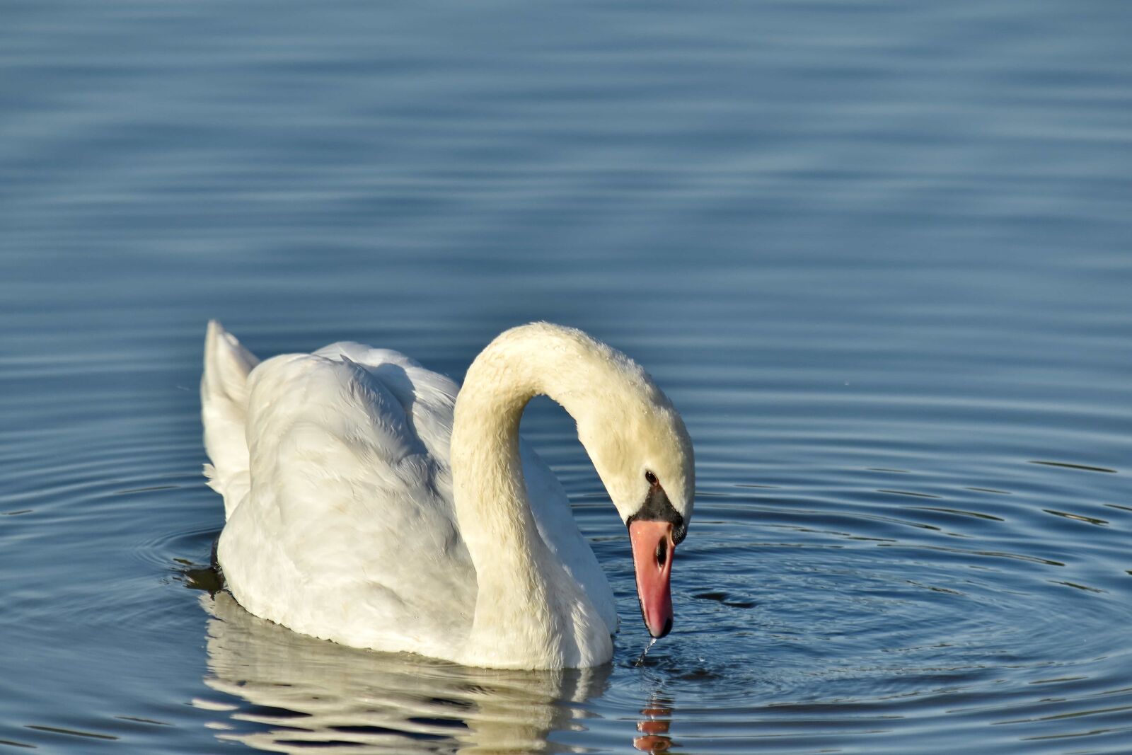 Nikon D5500 sample photo. Bird, grace, natural habitat photography