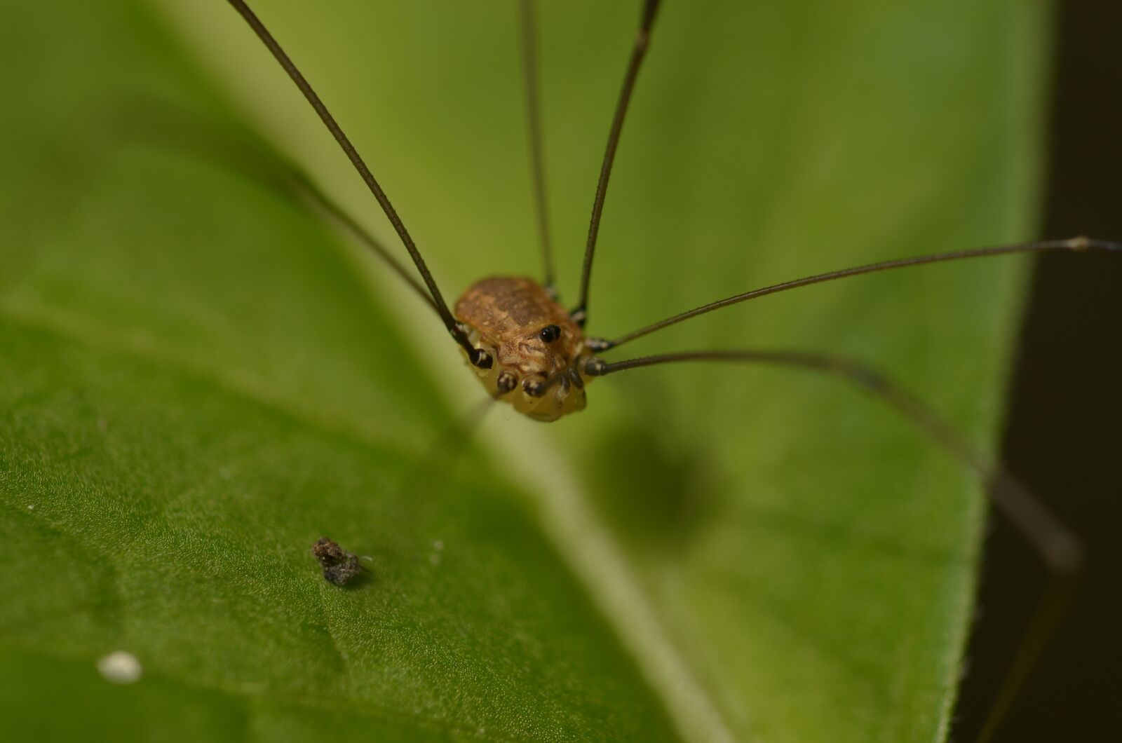 Nikon D5100 sample photo. Weber servant, spider, arachnid photography