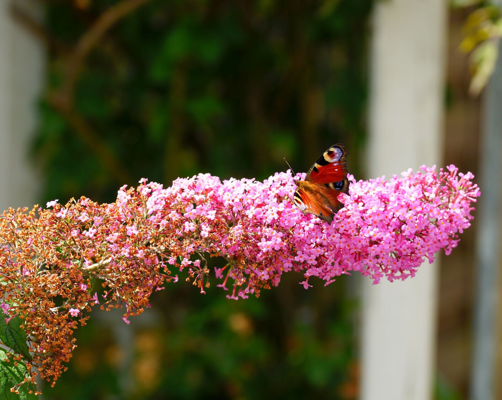 Sony a99 II sample photo. Blossom, bloom, butterfly photography