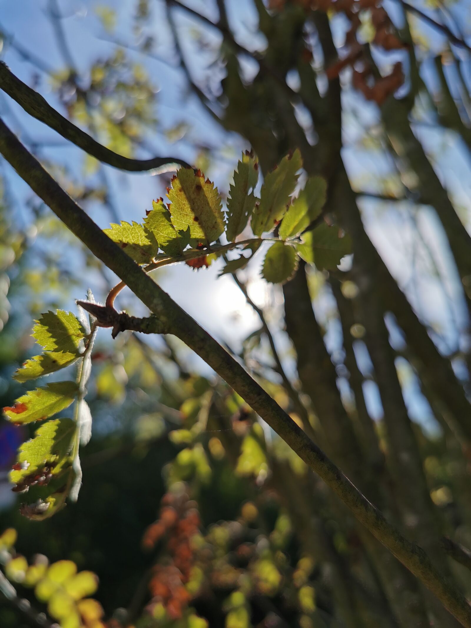 HUAWEI P30 Pro sample photo. Green, nature, plant photography