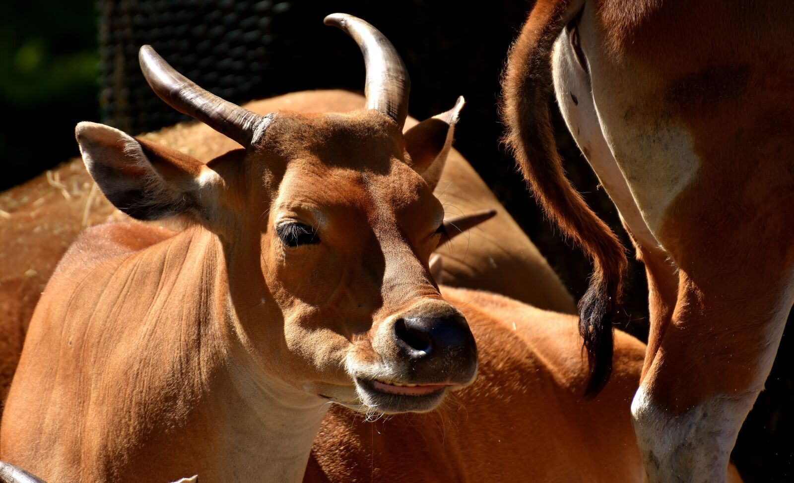 Nikon D7200 sample photo. Banteng, beef, bos javanicus photography