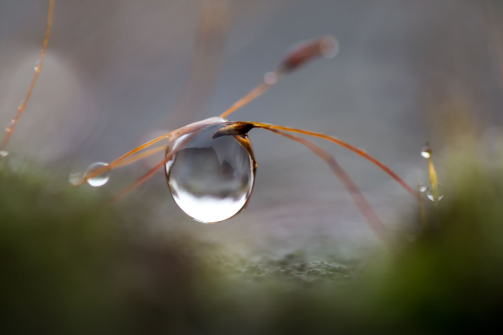 Nikon D3100 sample photo. Drop of water, water photography