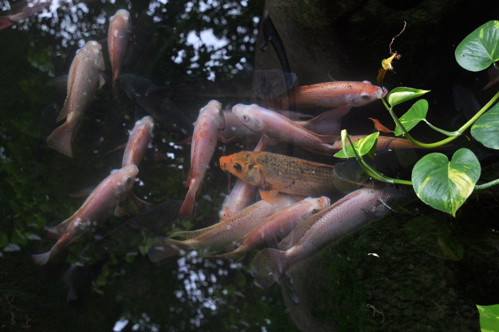 Nikon D90 sample photo. Bonsai, koi, garden photography