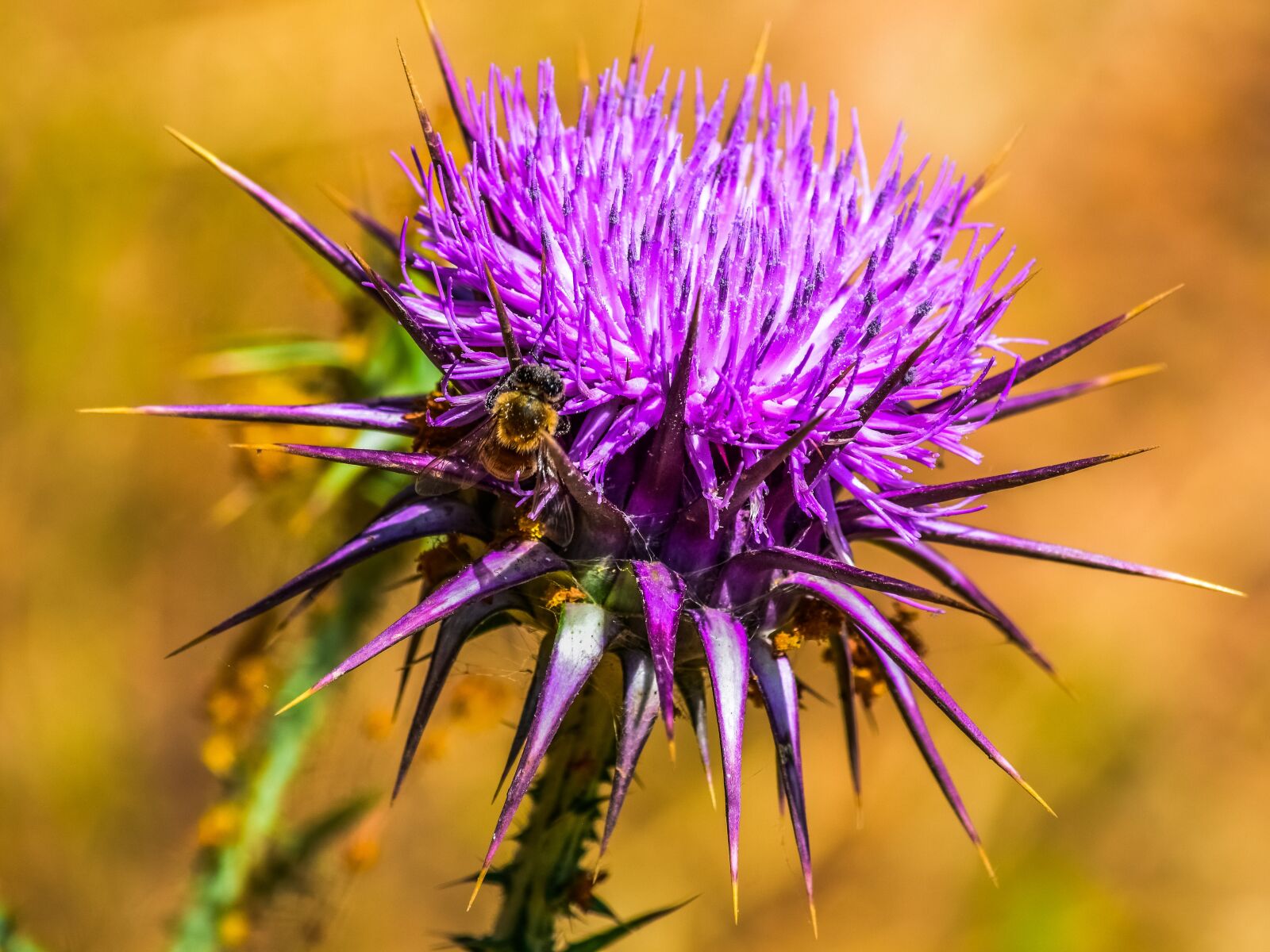 Nikon D3300 sample photo. Nature, prickly, thistle photography