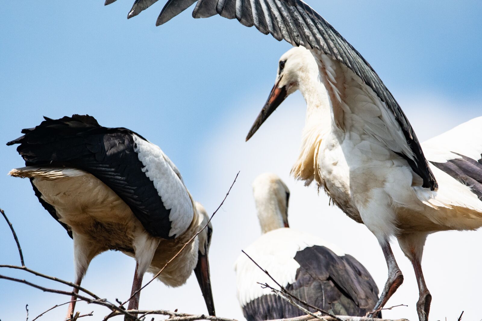 Nikon D7100 sample photo. Stork, socket, bird photography