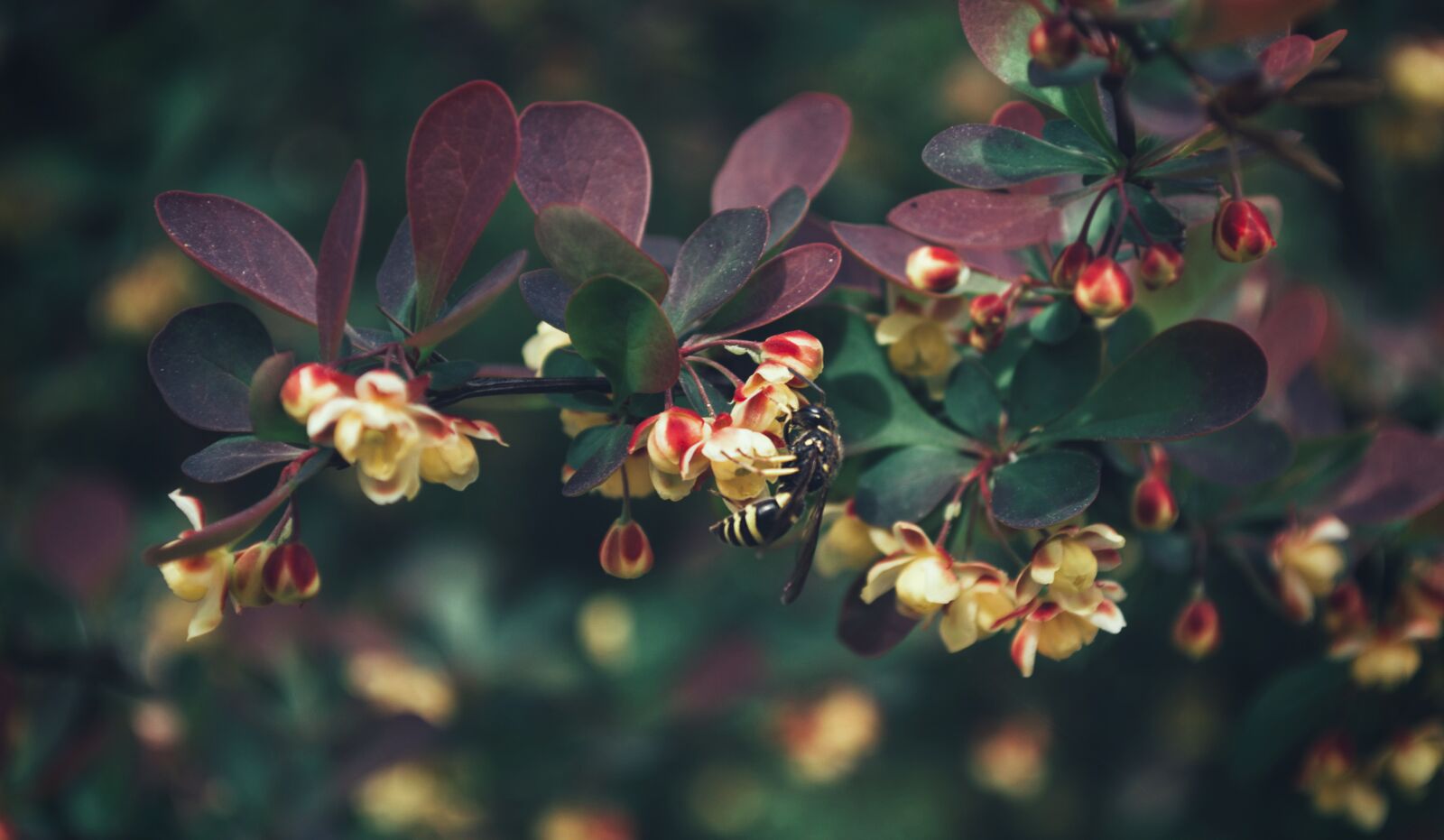 Nikon D3100 sample photo. Animal, animal, photography, beautiful photography